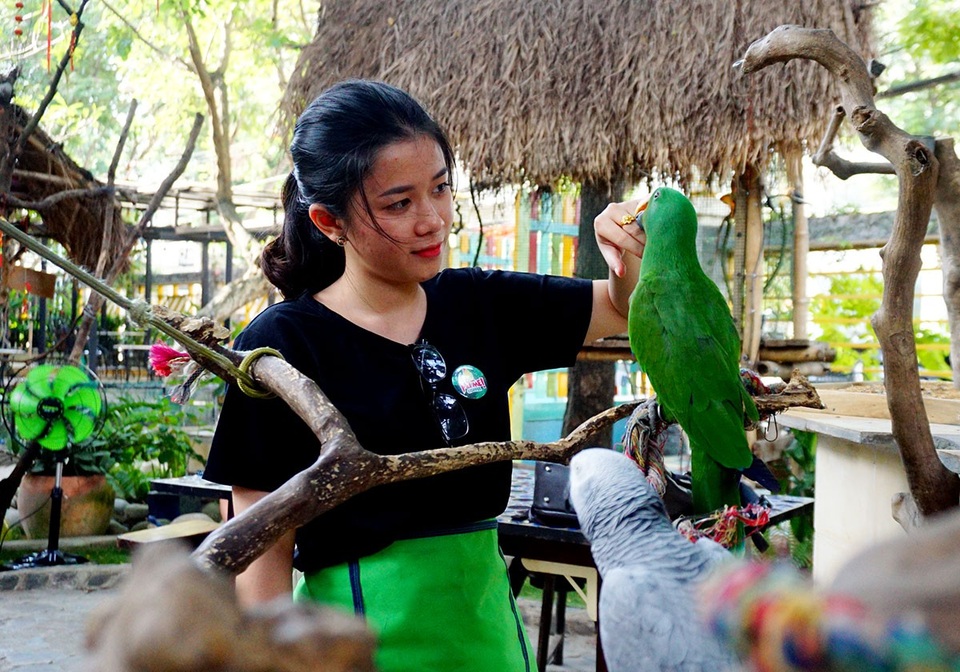Quán có khoảng 20 loài vẹt có nguồn gốc từ châu Á, châu Phi đến châu Mỹ.