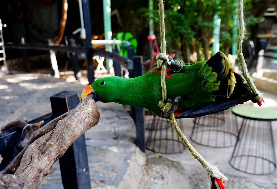 Những chú vẹt thân thiện, tinh nghịch.
