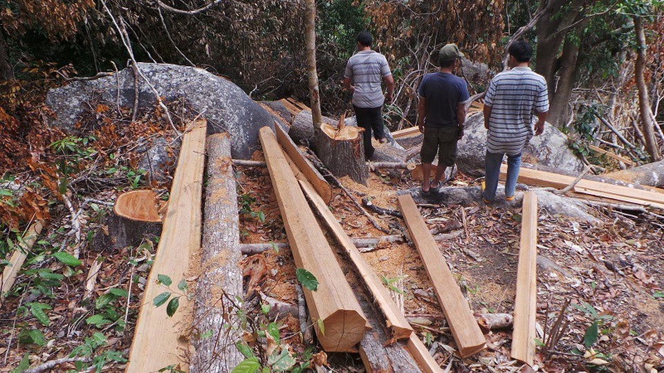 Gỗ rừng trồng của Việt Nam đang bị “ăn xổi” - 3 Thủ tướng chỉ đạo xử lý triệt để mọi hành vi phá rừng, xâm canh rừng trông cây công nghiệp