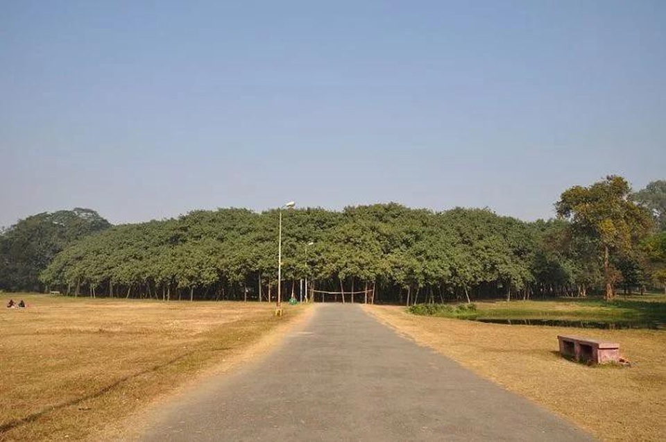 Cây đa to nhất thế giới có tán rộng hơn 14.400 m2 - 1 Cây đa khổng lồ