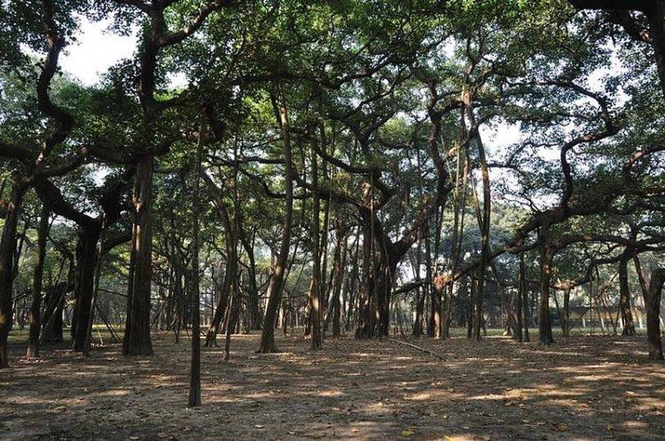 Cây đa to nhất thế giới có tán rộng hơn 14.400 m2 - 2 Cây đa có rất nhiều rễ khí