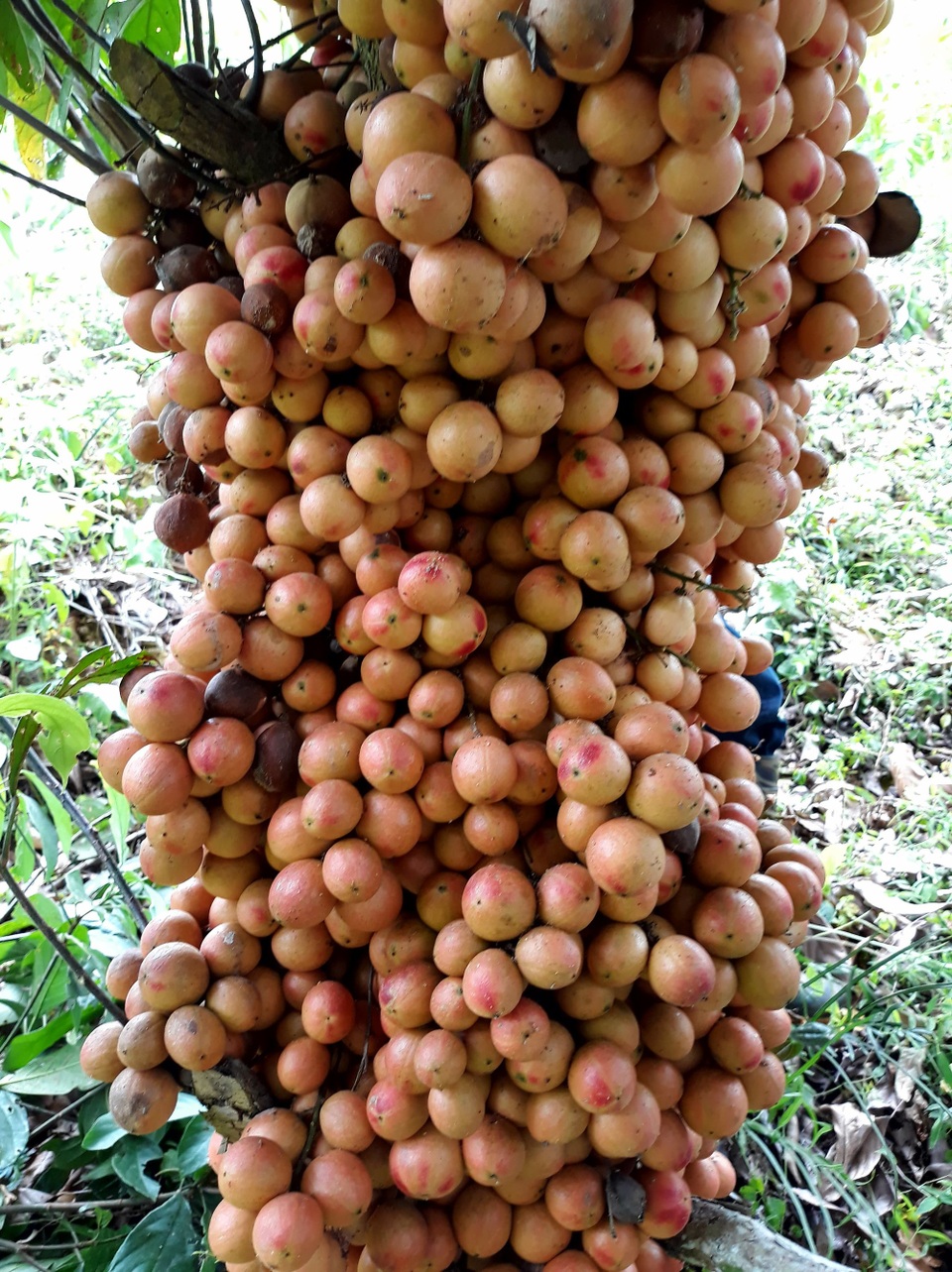 Xốn xang mùa dâu đất ở Quảng Nam - 2 Xốn xang mùa dâu đất ở Quảng Nam - 2