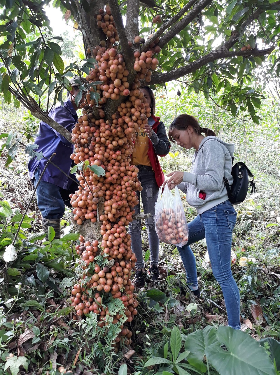 Xốn xang mùa dâu đất ở Quảng Nam - 4 Ngoài giá trị kinh tế, nhiều gia đình cũng để dành dâu đất để cho con cháu tìm về hoặc khách phương xa đi ngang qua chụp ảnh, mua về làm quà