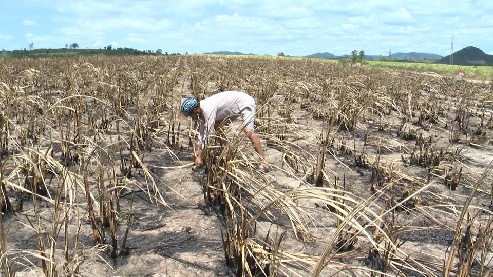 Hàng trăm hecta mía chìm trong “biển lửa”, nông dân mất trắng hàng tỷ đồng - 2 Nguyên nhân cháy là do thời tiết nắng nóng kéo dài cộng với sự bất cẩn của người dân