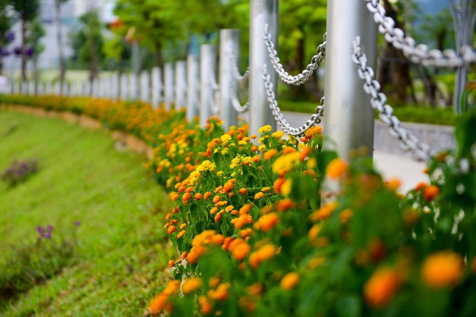 Toàn cảnh lá phổi xanh 130.000 m2 mới hoạt động ở Hà Nội - 4 Toàn cảnh lá phổi xanh 130.000 m2 mới hoạt động ở Hà Nội - 4