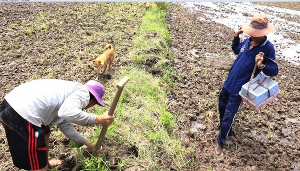 Những trải nghiệm không thể bỏ lỡ khi ghé miền Tây vào mùa nước nổi - 4 Thời điểm mùa nước lũ thì thịt chuột đồng ăn thơm ngon, béo ngậy. Ảnh: I.T