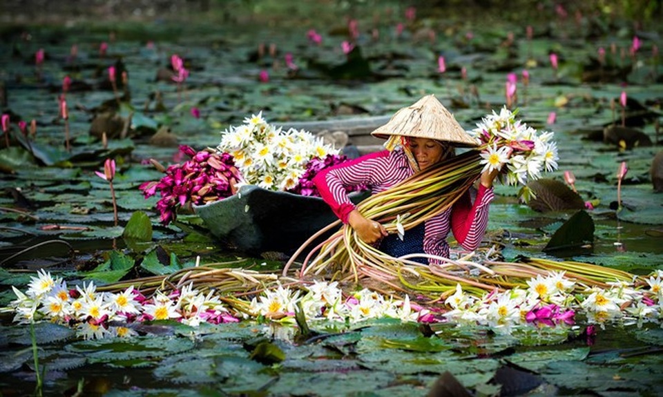 Những trải nghiệm không thể bỏ lỡ khi ghé miền Tây vào mùa nước nổi - 5 Mùa nước nổi miền Tây đẹp dịu dàng với hoa súng đua nở, hoa điên điển rực một màu vàng trên mặt nước. Ảnh: Huỳnh Phúc Hậu