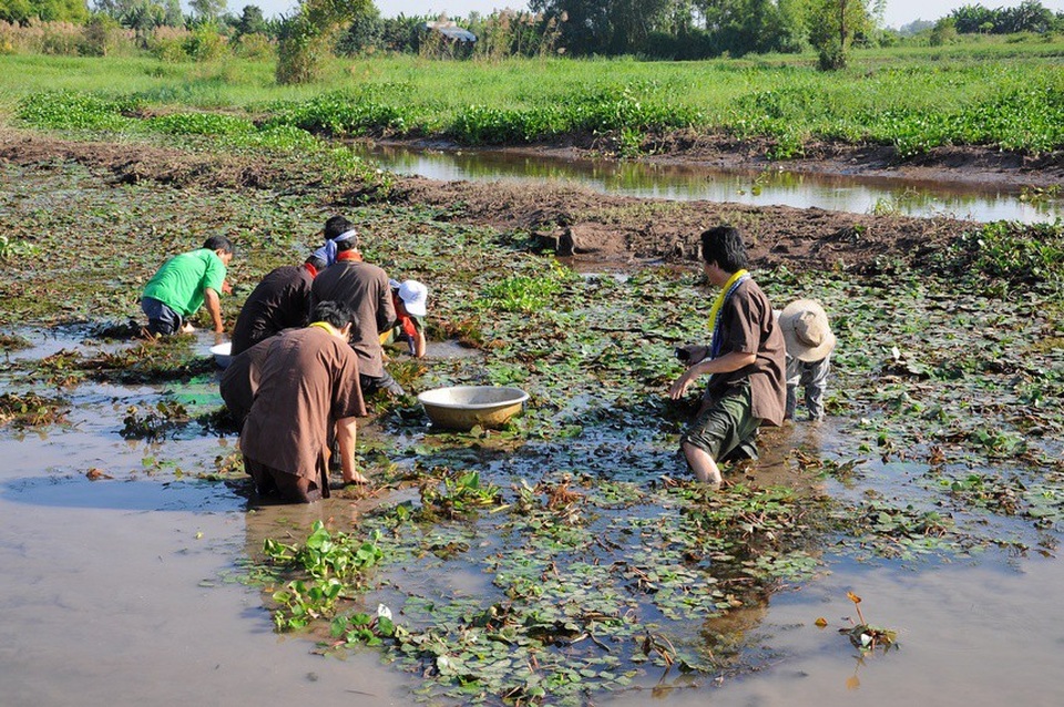 Những trải nghiệm không thể bỏ lỡ khi ghé miền Tây vào mùa nước nổi - 6 Trải nghiệm hái ấu ở mùa nước nổi Vàm Nao. Ảnh: I.T