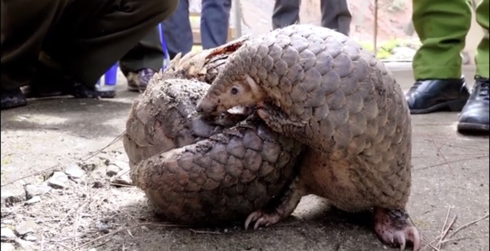 2 mẹ con tê tê quý hiếm đã được giải cứu và thả về rừng tự nhiên