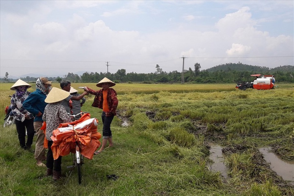 Xác minh thông tin côn đồ bảo kê máy gặt lúa, ép giá nông dân - 1 Theo phản ánh, do bị côn đồ khống chế nên tại thôn Quang Trung, xã Kỳ Xuân chỉ có 1 máy gặt lúa khiến việc thu hoạch vụ hè thu chậm hơn các địa bàn khác trong thôn (Ảnh: Cẩm Thạch).