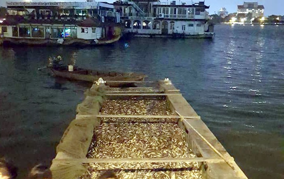 Không có hiện tượng cá chết hàng loạt ở hồ Tây! - 1 Khu vực tập kết cá sau khi đánh bắt