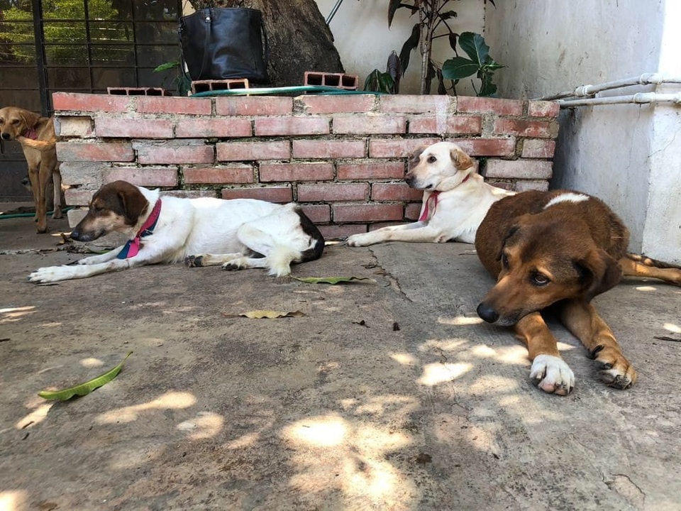 Không còn tiền nuôi, dân Venezuela thả chó hoang đầy đường - 1 Canelo, Olivia và Serena nằm trong số rất nhiều chú chó bị bỏ rơi trên đường phố bởi những người dân Venezuela không còn khả năng chăm sóc chúng nữa. (Nguồn: Rachelle Krygier / The Washington Post)