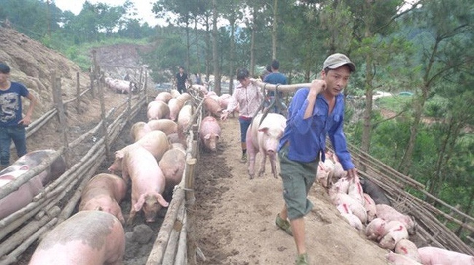 "Bão" dịch tả lợn châu Phi, hải quan dừng thông quan thịt lợn biếu, tặng - 1 Tổng cục Hải quan yêu cầu tăng cường mọi biện pháp chống nhập lậu lợn và sản phẩm lợn nhiễm bệnh dịch tả lợn châu Phi vào Việt Nam.