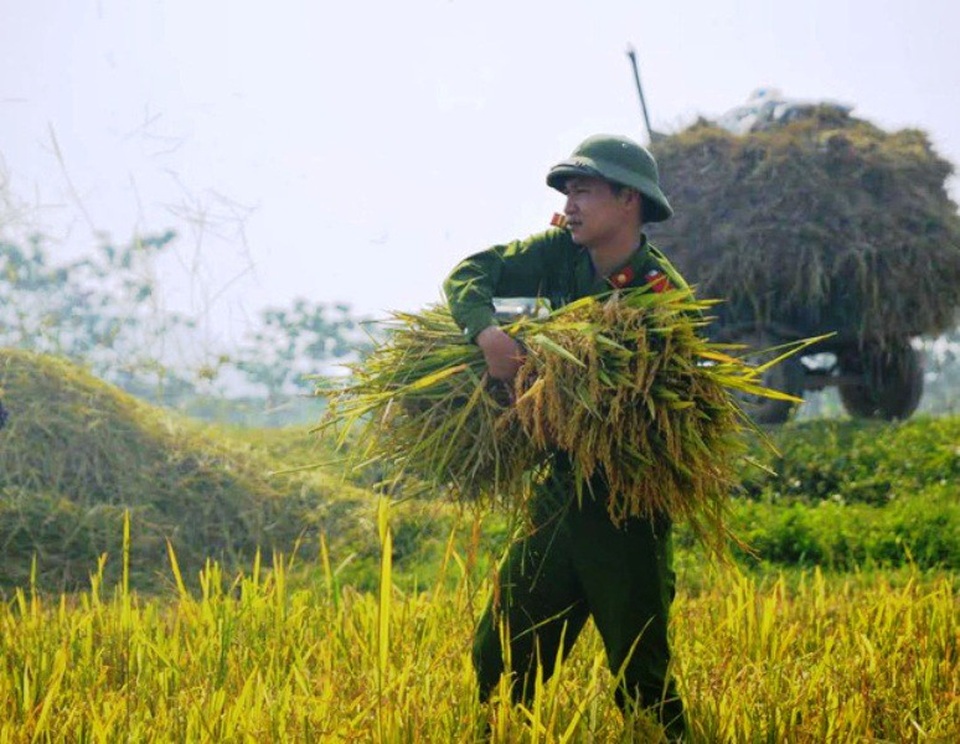 Trữ lương thực, hàng thiết yếu tại khu vực có nguy cơ bị chia cắt - 1
Thanh Hóa yêu cầu huy động lực lượng lao động, phương tiện máy móc khẩn trương thu hoạch lúa mùa khi ruộng lúa chín 80-85% và hỗ trợ nhân dân, đấu nối với các cơ sở sấy để sấy thóc kịp thời, đảm bảo chất lượng