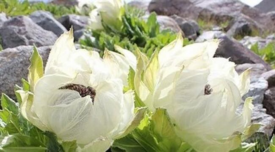 Thưởng trà 2,2 tỷ đồng/kg, đắt hơn vàng ròng: Thú xa xỉ của đại gia Việt - 4
Hoa thiên sơn tuyết liên có giá tới vài triệu đồng/bông vẫn được nhiều người đặt mua