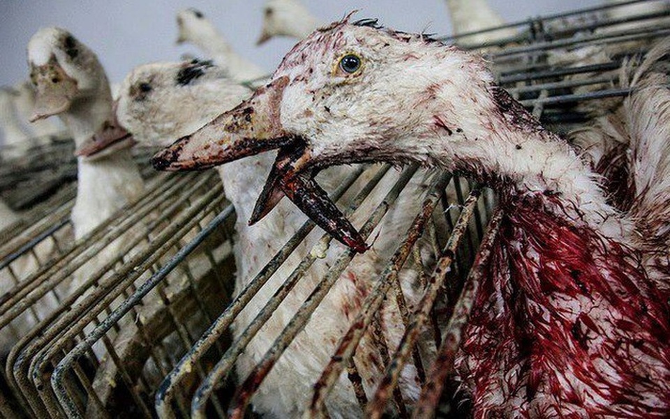 Ngoài thịt chó, 5 món ăn này cũng gây tranh cãi kịch liệt vì độ tàn nhẫn - 2 Tuy nhiên, để có được những miếng gan ngỗng trứ danh người ta đã áp dụng cách chăn nuôi thô bạo, nhồi thức ăn liên tục cho ngỗng.