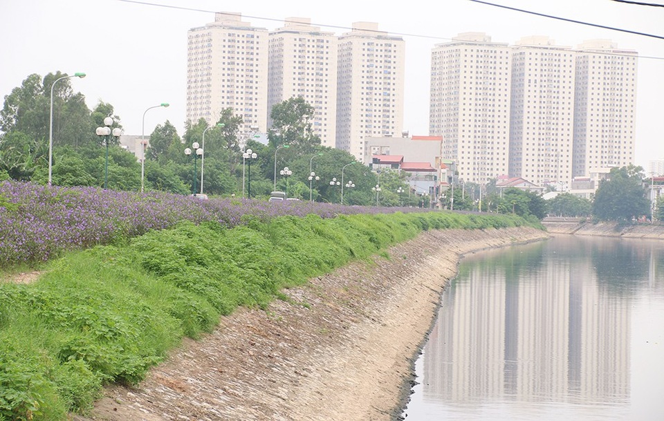 Bất ngờ với đường hoa tím bên bờ sông Tô Lịch - 1
Đoạn đường Phan Trọng Tuệ thuộc xã Thanh Liệt bên dòng sông Tô Lịch bỗng nhiên trở nên thơ mộng bởi sắc tím của hoa dạ yến thảo Mexico (hay còn gọi là hoa chiều tím).
