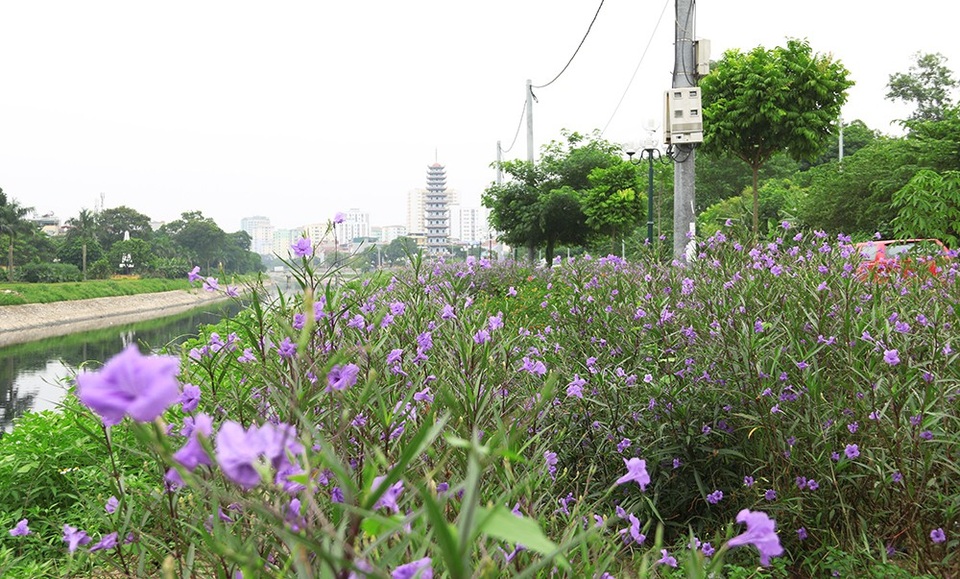 Bất ngờ với đường hoa tím bên bờ sông Tô Lịch - 6
Quãng đường phủ đầy hoa chiều tím. Từ ngày có con đường hoa, cứ chiều đến, nhiều người dân đến đây đi bộ, tập thể dục.