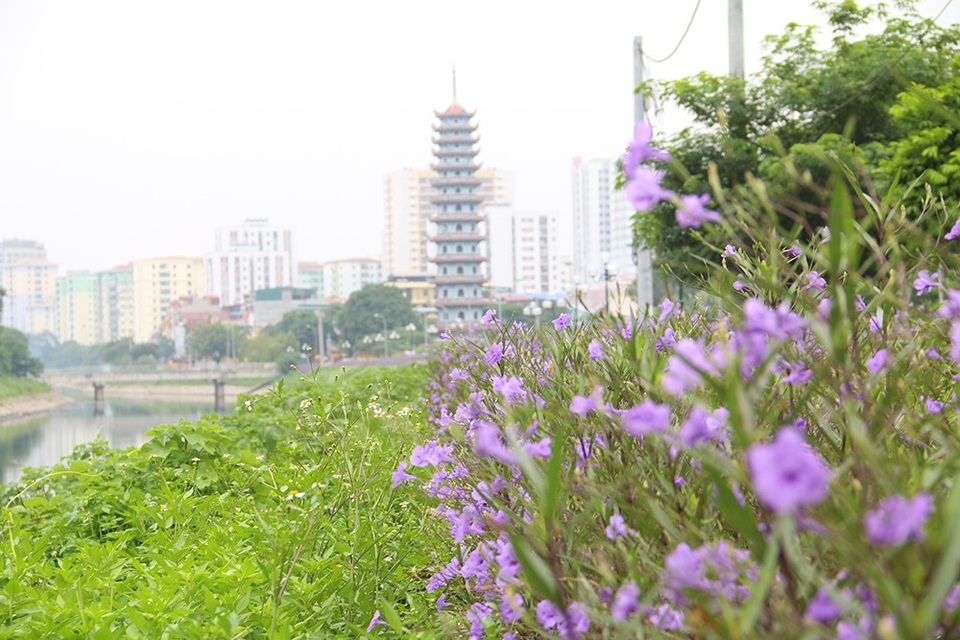 Bất ngờ với đường hoa tím bên bờ sông Tô Lịch - 2
Quãng đường được phủ bởi hoa chiều tím kéo dài khoảng 1km, do người dân nơi đây trồng và chăm sóc khoảng 3 tháng trở lại đây. Thời điểm hiện tại, hoa đang nở rộ rất đẹp.