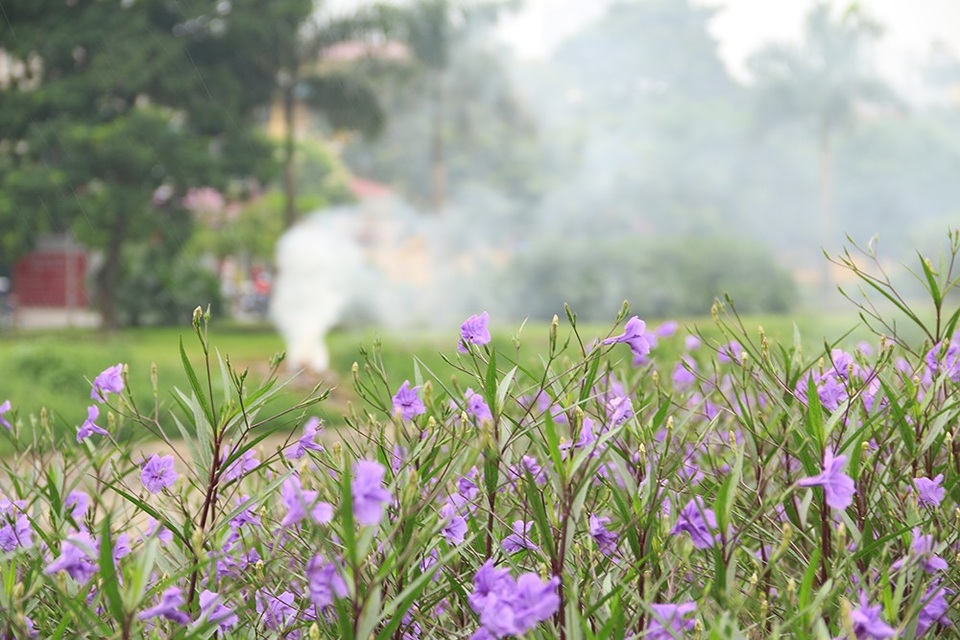 Bất ngờ với đường hoa tím bên bờ sông Tô Lịch - 4
Bên bờ sông đối diện vẫn đầy cỏ dại và rác thải do không được trồng hoa.