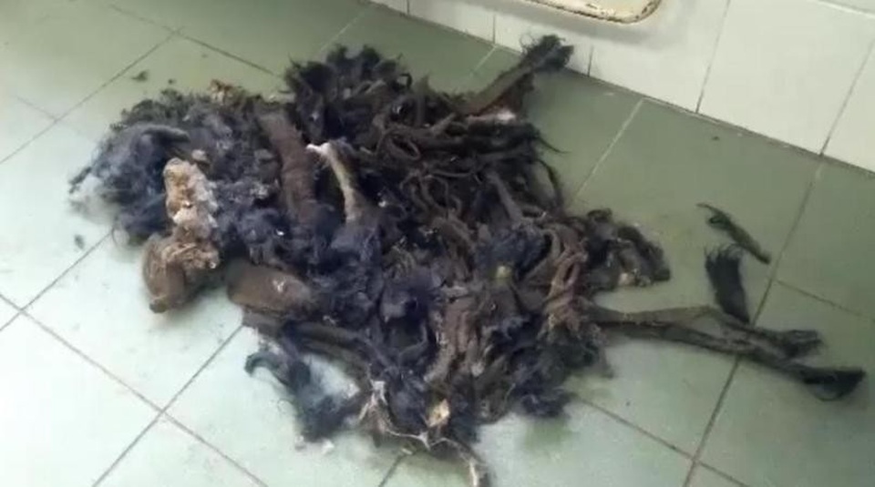 Pha "lột xác" ngoạn mục của chú chó có vẻ ngoài như đống giẻ lau - 3 Lớp lông nặng tới 2 kg của chú chó đã được cắt bỏ