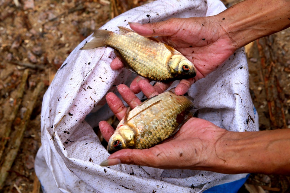 Những chú cá rô, mè thu hoạch từ “Ngày hội xả đập”