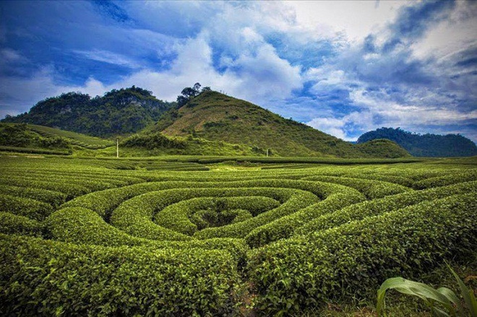 Những điểm đến lý tưởng cho mùa Thu - 8
Vườn chè Mộc Châu là điểm đến khó có thể bỏ qua của dân ưu xê dịch.