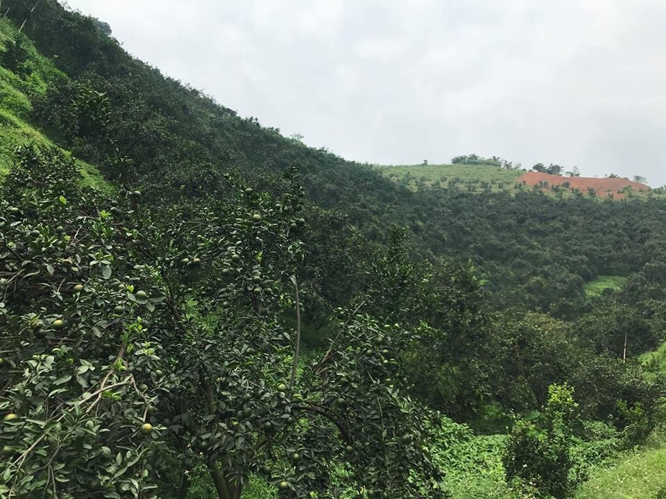 Bỏ đời "nay đây mai đó", về chăm vườn nhà thu 3 tỷ đồng/năm - 1
Vườn cam bạt ngàn rộng 20ha của ông Bắc cho quả sai trĩu cành