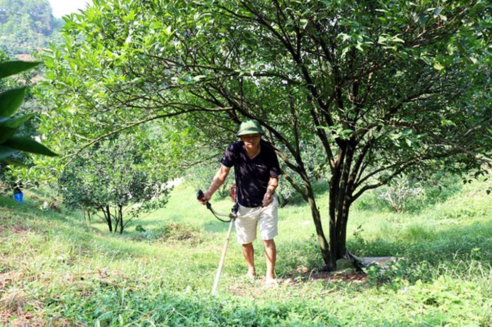 Bỏ đời "nay đây mai đó", về chăm vườn nhà thu 3 tỷ đồng/năm - 2
Ông Lã Văn Bắc là một trong những hộ nông dân thu được tiền tỷ từ trồng cam