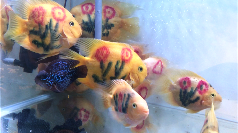 Lạ mắt với cá “xăm mình”, giá 800.000 đồng/con - 3 Những con cá hồng két có “hình xăm” độc đáo. Ảnh: Đại Việt