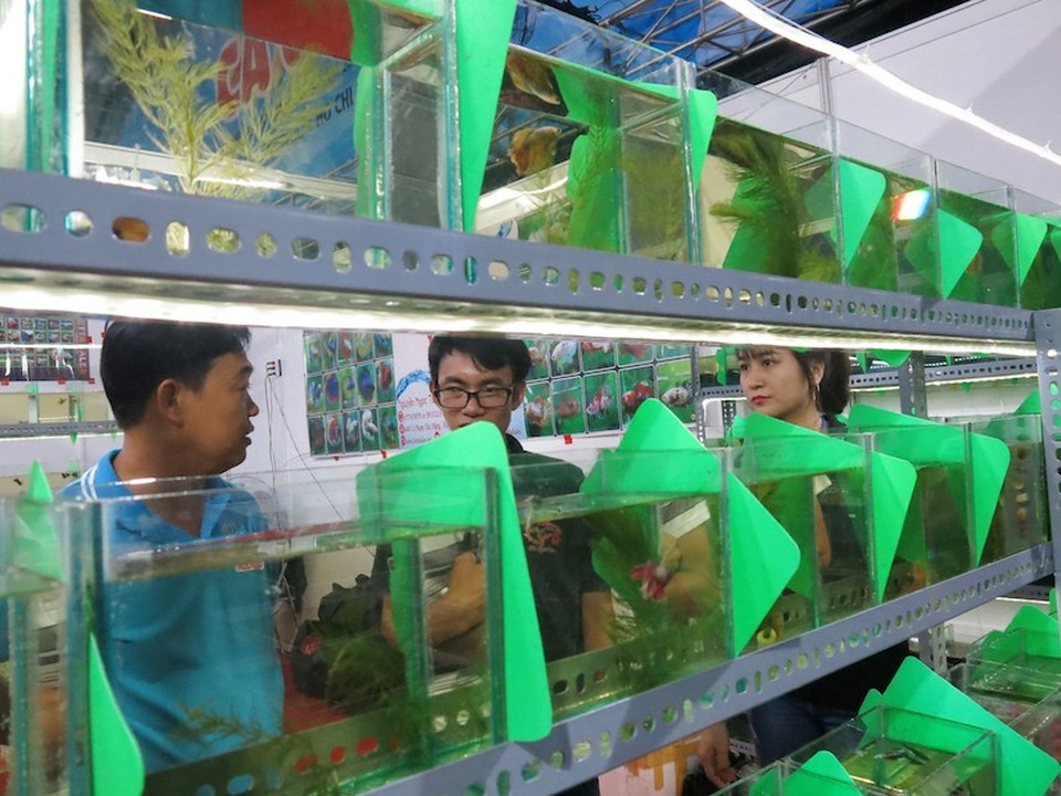 Lạ mắt với cá “xăm mình”, giá 800.000 đồng/con - 2 Ngày hội cá cảnh TPHCM thì ngày hội năm nay có 200 hồ cá giới thiệu các giống cá mớ