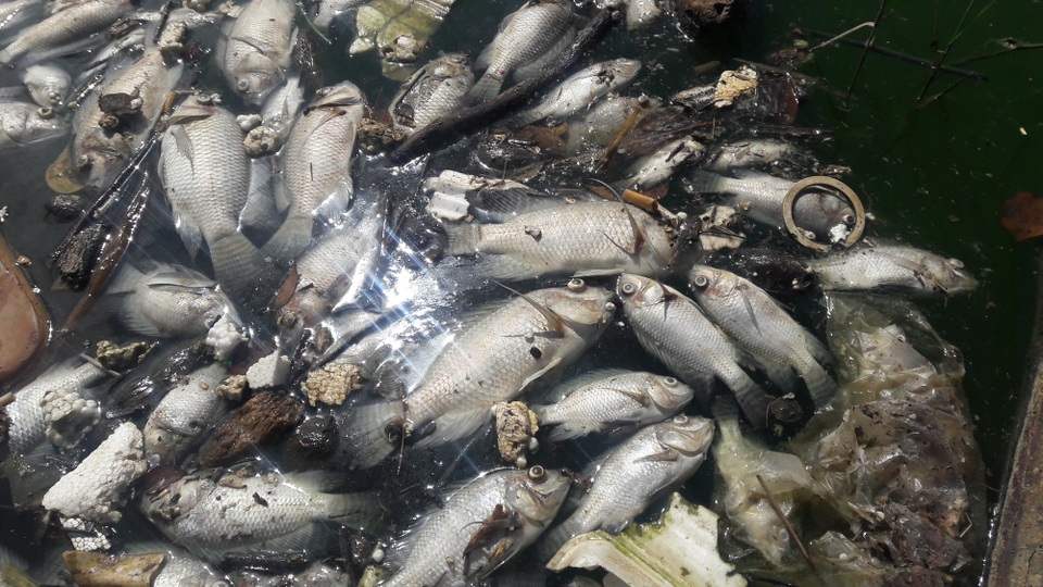 Cá chết trắng hồ điều tiết Phước Lý - 1 Cá chết nổi trắng hồ điều tiết Phước Lý ở Đà Nẵng trong ngày 21/9