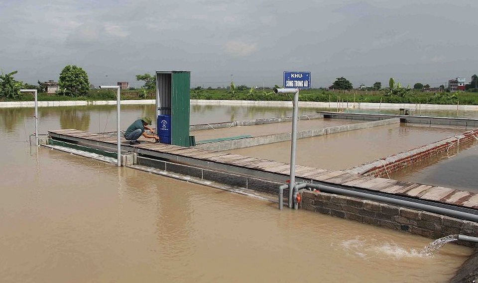 'Bể cá thần' 10 tỷ của anh nông dân Hưng Yên - 1 'Bể cá thần' 10 tỷ của anh nông dân Hưng Yên - 1