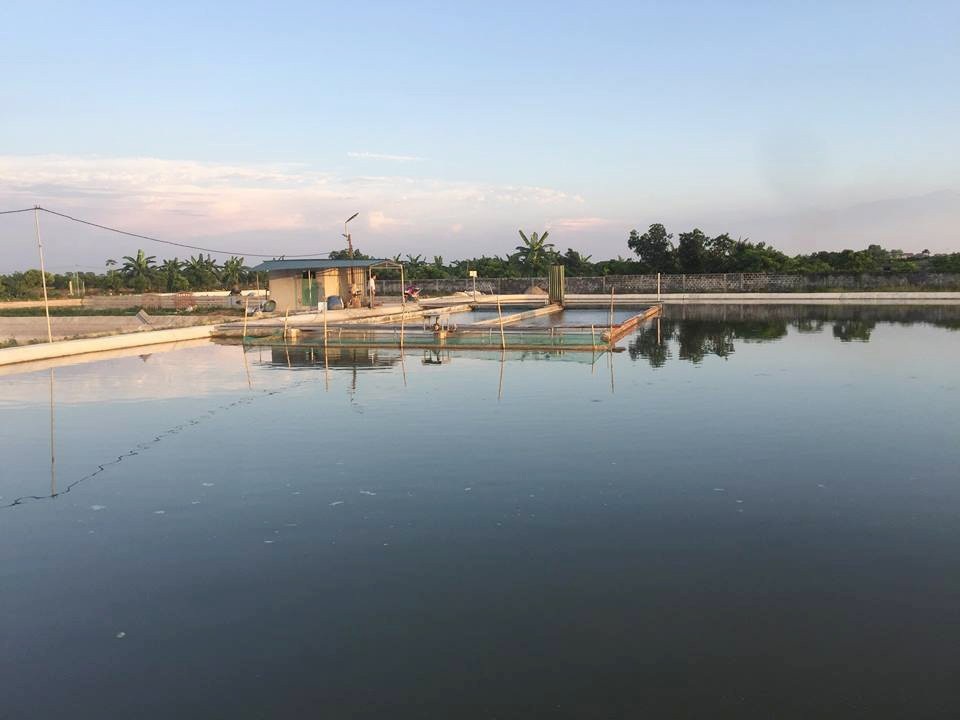 'Bể cá thần' 10 tỷ của anh nông dân Hưng Yên - 2
Mô hình nuôi cá sông trong ao của anh Lưu Văn Dũng khi đang xây dựng (ảnh trên) và khi đã hoàn thiện, đi vào sản xuất (ảnh dưới).