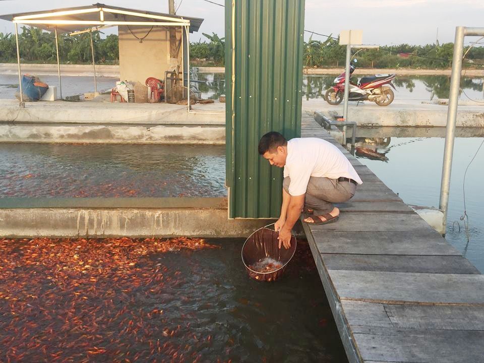 'Bể cá thần' 10 tỷ của anh nông dân Hưng Yên - 4
Dưới mặt nước nhỏ hẹp, hàng vạn con cá nổi lên mặt nước đua nhau đớp mồi, trông rất thú vị.