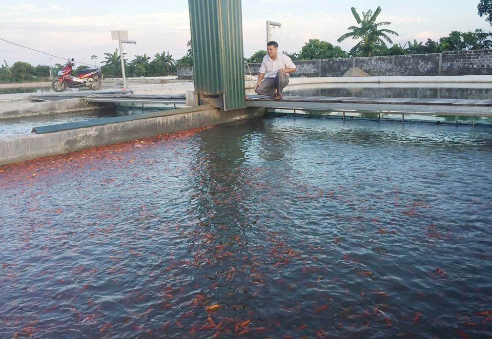 'Bể cá thần' 10 tỷ của anh nông dân Hưng Yên - 7
Để xây dựng mỗi “sông cá” cần trung bình 200 triệu đồng, hiện anh Dũng đã làm được 2 ao nuôi như vậy. Mục tiêu của anh sẽ tạo dòng sông cho tất cả 25 ao cá hiện có của gia đình.