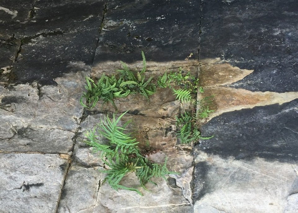 Tại khu vực cửa Nam, hiện đang chịu tác động của tự nhiên, môi trường, như: Mưa, nắng, rêu, ẩm, địa y.