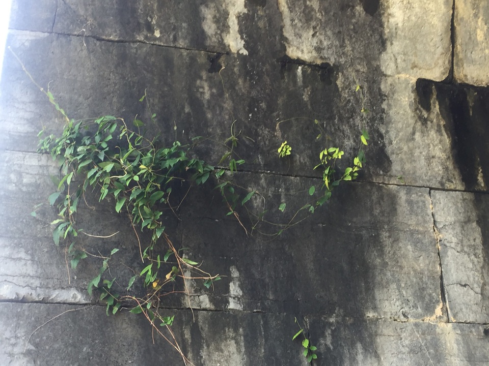 Dự án sẽ loại bỏ sự xâm hại, tác động của các loài thực vật, rêu mốc, địa y, muối lên tường cổng thành phía Nam.