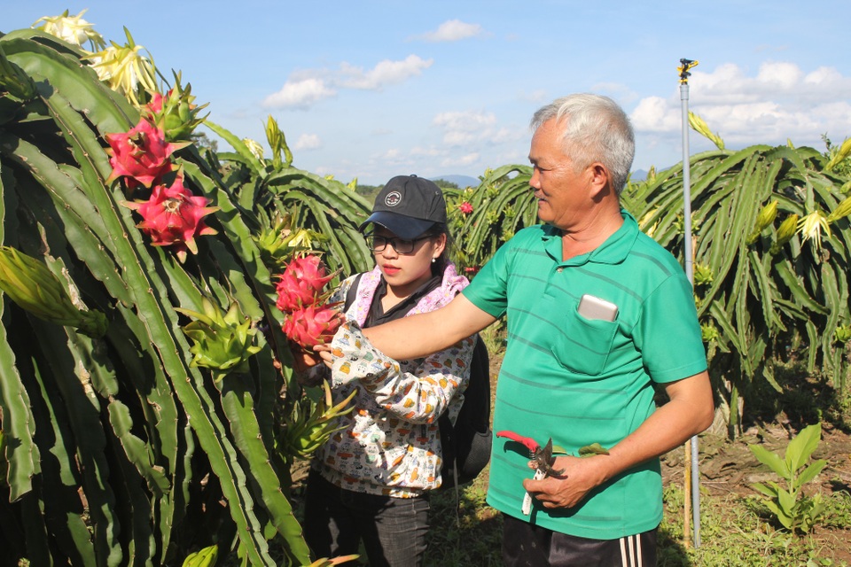 Lão nông “chân đất” kiếm tiền tỷ nhờ thanh long ruột đỏ - 2 Hướng chuyển đổi cây thanh long đang có hiệu quả đối với người dân
