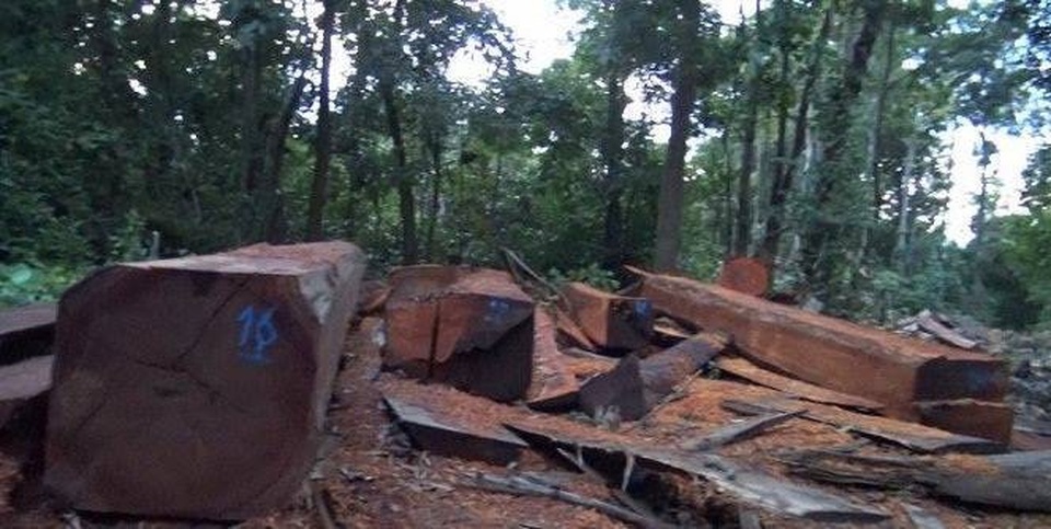 
Công ty lâm nghiệp Chư Phả từng đễ xảy ra phá rừng 
