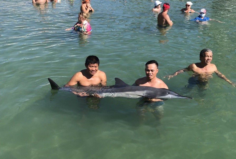 Cá heo nặng 60 kg dạt vào bờ biển Nha Trang - 1
Đội cứu hộ bờ biển Nha Trang cứu hộ con cá heo dạt vào bờ sau khi con cá có dấu hiệu xuống sức, bị thương ở miệng