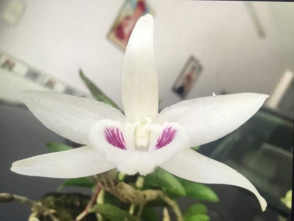 Chấn động: Đại gia Đà Nẵng bỏ 6,8 tỷ mua gốc lan đột biến 5 cánh trắng - 1
Bông lan 5 cánh trắng giá 6,8 tỷ đồng