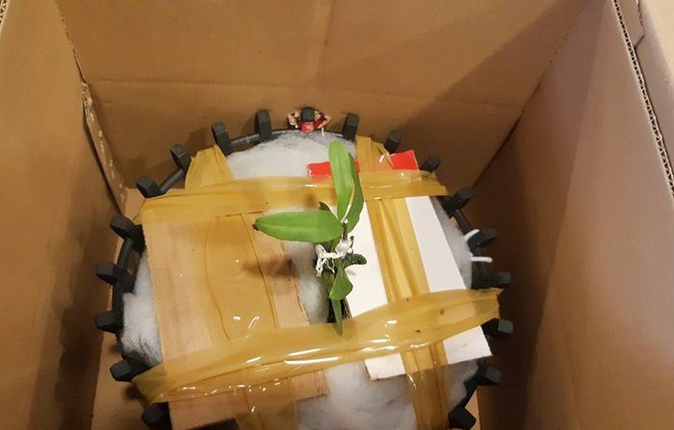 Chấn động: Đại gia Đà Nẵng bỏ 6,8 tỷ mua gốc lan đột biến 5 cánh trắng - 5
Mầm lan được chiết ra từ gốc
