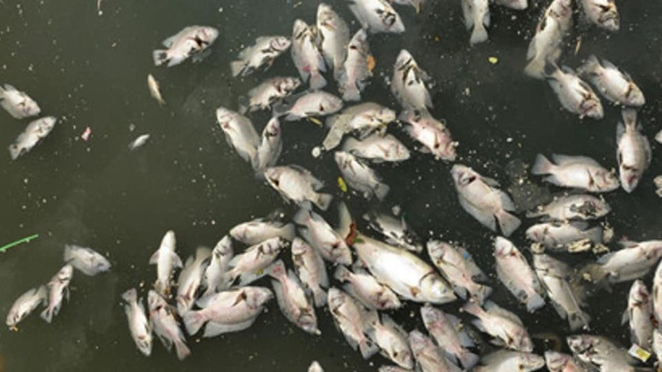 Nước bất ngờ chuyển màu, cá chết trắng kênh - 1 Cá chết nổi trắng cả con kênh như thế này