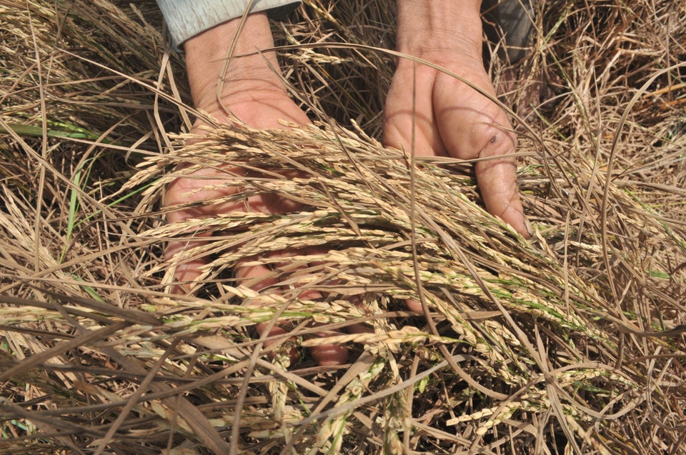 4.600 hộ dân mỏi mòn chờ nhận tiền hỗ trợ lúa chết từ... 2015 - 1 Trong đợt hạn mặn lịch sử 2015, có hàng ngàn hộ dân trồng lúa bị ảnh hưởng nặng nề và tính đến nay toàn tỉnh Kiên Giang còn 4.600 hộ dân mòn mỏi chờ nhận tiền hỗ trợ