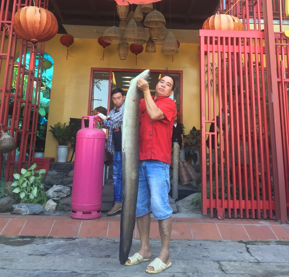 Chi hàng chục triệu đưa cá chình “khủng” ở Nghệ An ra Hà Nội - 1 Con cá chình suối nặng 22kg, dài hơn 2m.