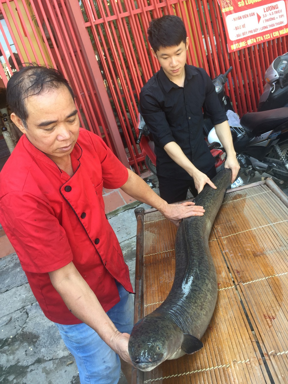 Chi hàng chục triệu đưa cá chình “khủng” ở Nghệ An ra Hà Nội - 2 Cá chình hiện nay không hiếm nhưng với những con cá trên 20kg thì rất ít.