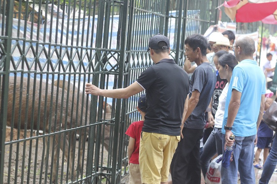 Hà Nội: Hơn 7 vạn du khách đổ về vườn thú, 21 trẻ em lạc mẹ được giao cho gia đình! - Ảnh 3. Hà Nội: Hơn 7 vạn du khách đổ về vườn thú, 21 trẻ em lạc mẹ được giao cho gia đình! - Ảnh 3.