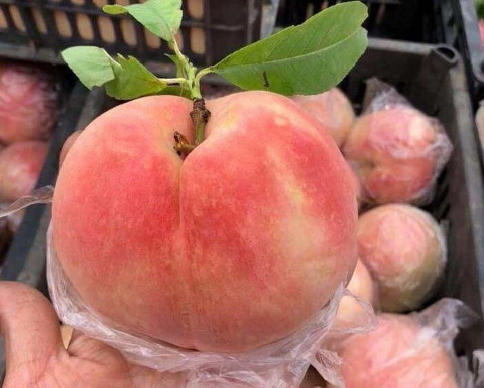 
Đào tiên khổng lồ nhiều quả nặng tới cả cân khiến nhiều bà nội trợ hiếu kỳ
