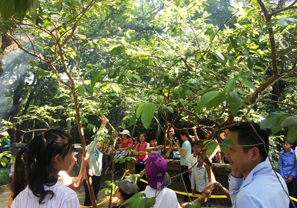 Đến với di tích Lam Kinh, nhiều người dân và du khách hiếu kỳ đến chiêm ngưỡng và tận tay sờ vào cây ổi biết cười trong khuôn viên mộ vua Lê Thái Tổ.